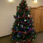 Have a Look at our Beautiful Christmas Trees!